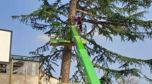 Abattage d'un arbre avec nacelle