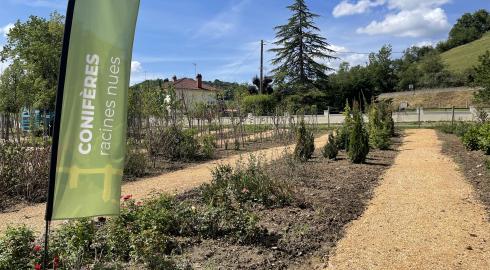 Conifères en racines nues 