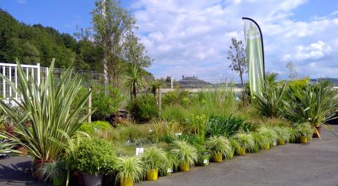 Plantes méditerranéennes