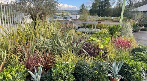 Plantes méditerranéennes 