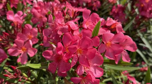Plantes méditerranéennes 